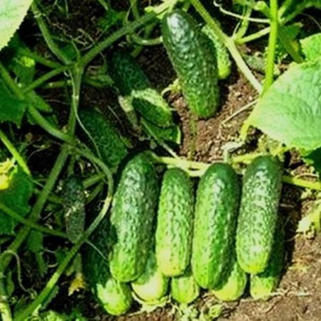 Cucumber Waldbruder F1