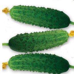 Cucumber Cool Breeze F1