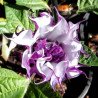 Devils Trumpet Double Purple