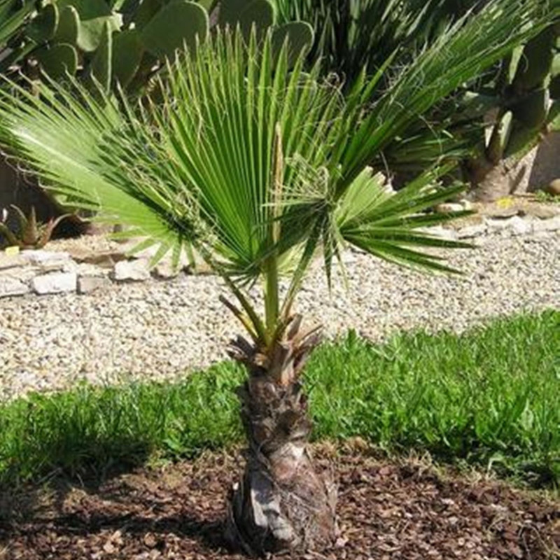 Вашингтонія