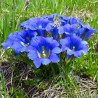 Summer Gentian