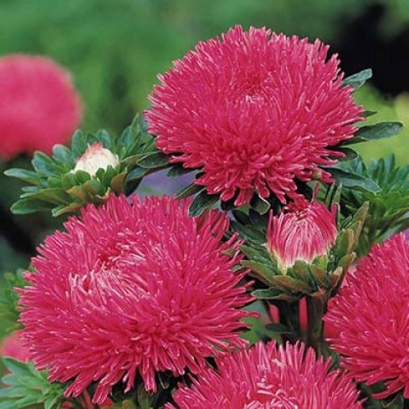 Aster Dwarf Carmine