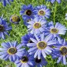 Swan River Daisy Blue