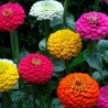 Zinnia Pompon Mix