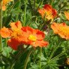 Small Flowered Avens Orange