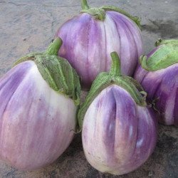 Eggplant Aubergine Rosa Bianca Di Catania