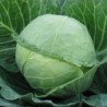 Ball-head Cabbage Turkis