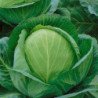 Ball-head Cabbage Turkis