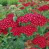 Yarrow Cherry Queen