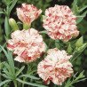 Carnation Garden Shabo Strawberry Cream