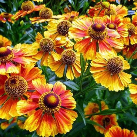 Sneezeweed Mix