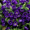 Canterbury Bells Blue