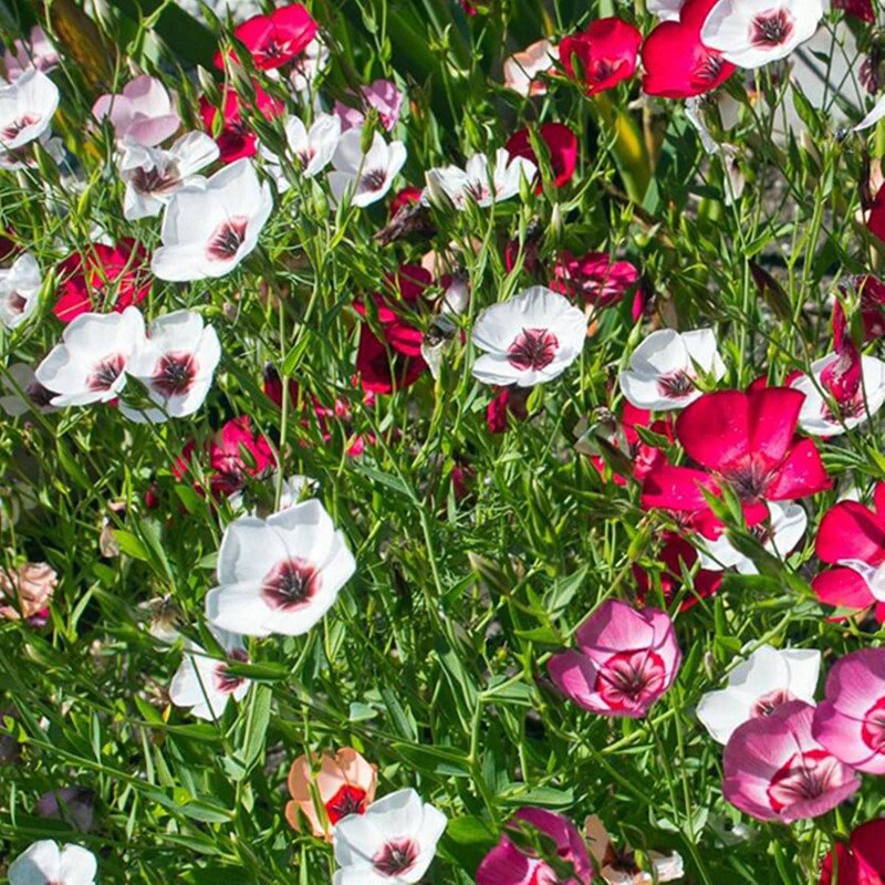 Flowering Flax Mix