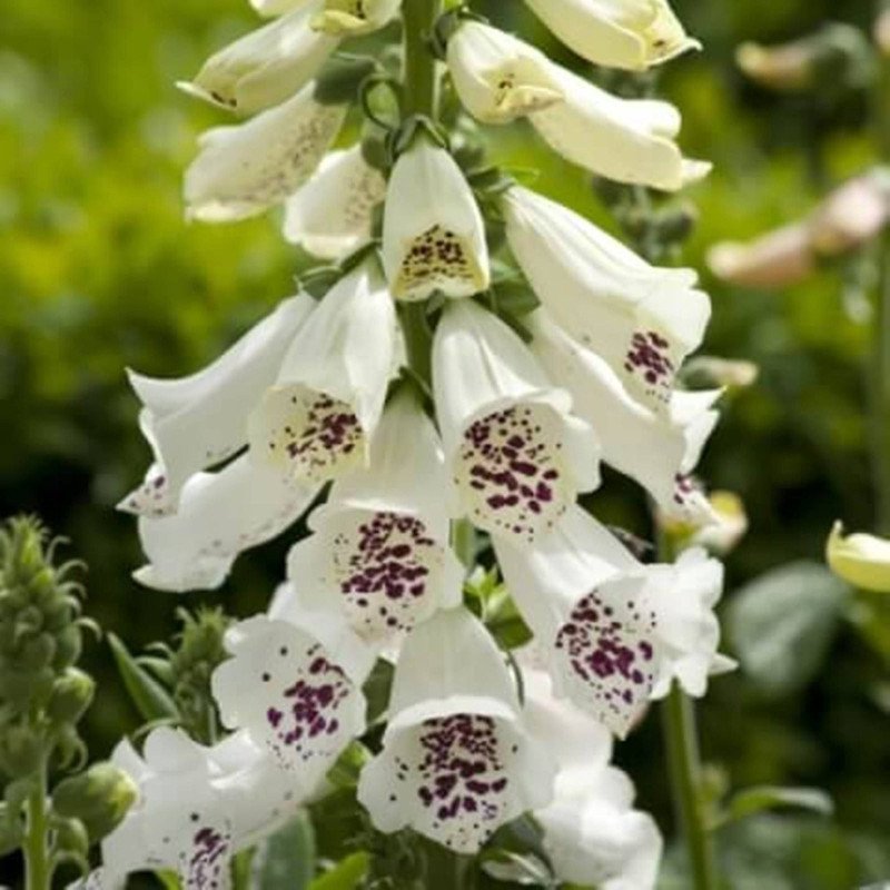 Foxglove White