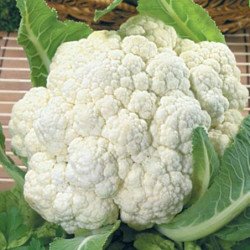 Cauliflower Snow Ball