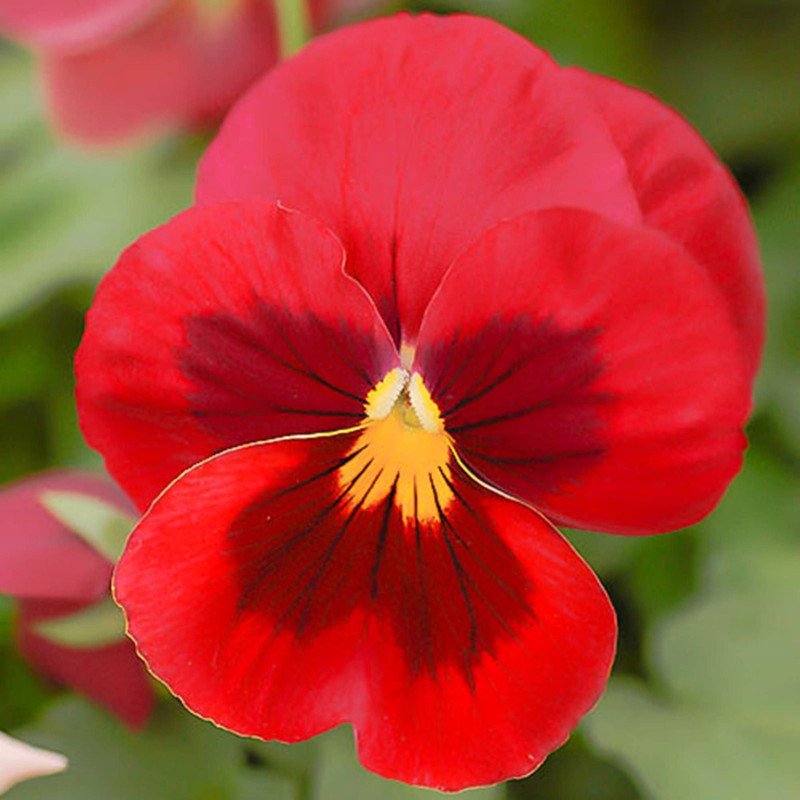 Pansy Viola Swiss Giant Scarlet