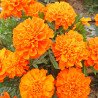 Marigold French Apricot Primo