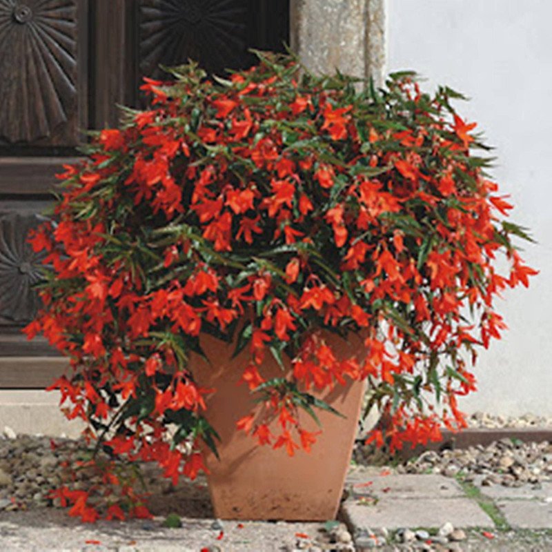 Begonia Bolivian Copacabana F1 Red