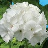 Geranium Zonal Blanca F1