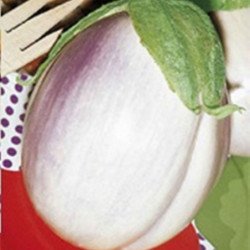 Eggplant Aubergine Globus