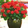 Geranium Zonal Red Mirka F1