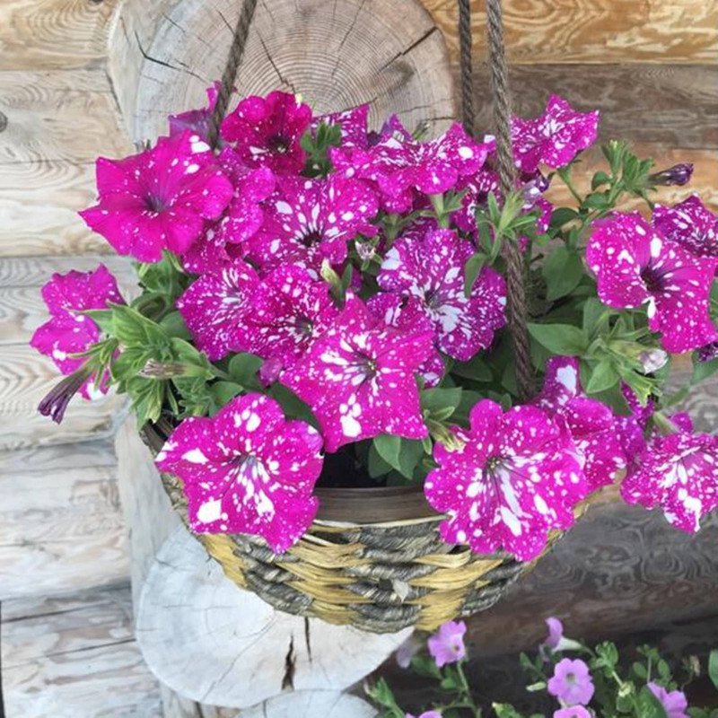 Petunia Dot Star Deep Pink F1