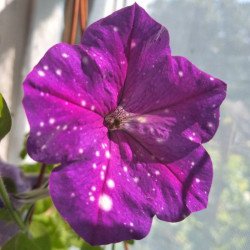 Petunia Dot Star Dark Vailit F1