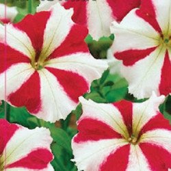 Petunia Christina F1