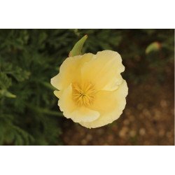 California Poppy Alba