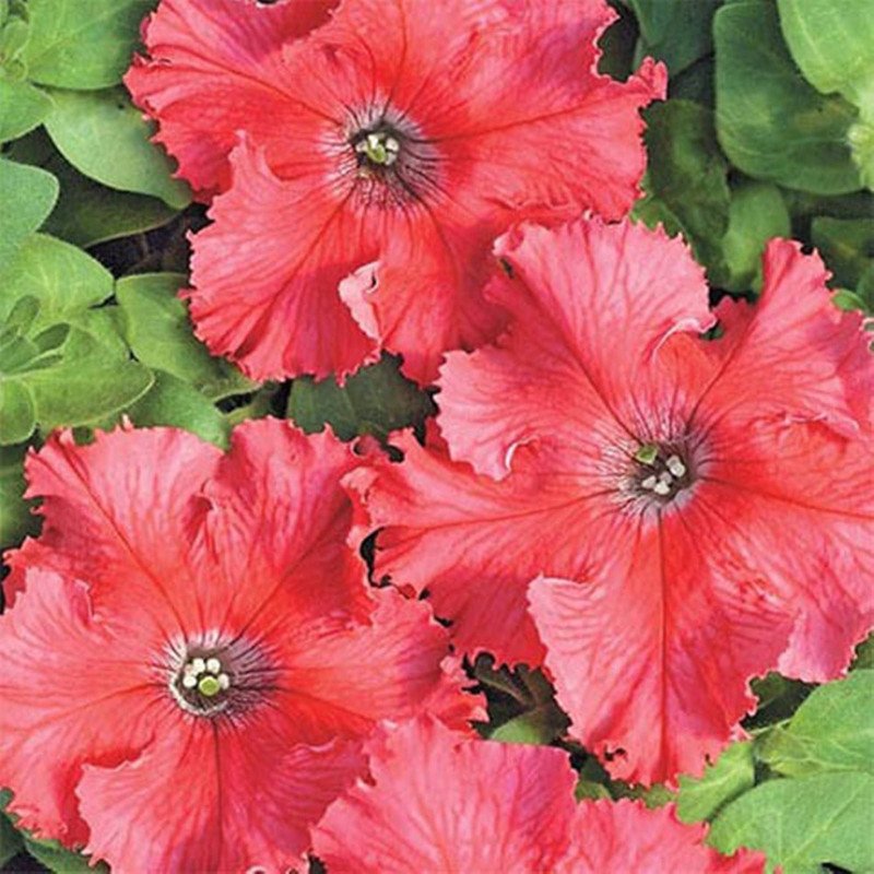 Petunia Aphrodite Salmon F1