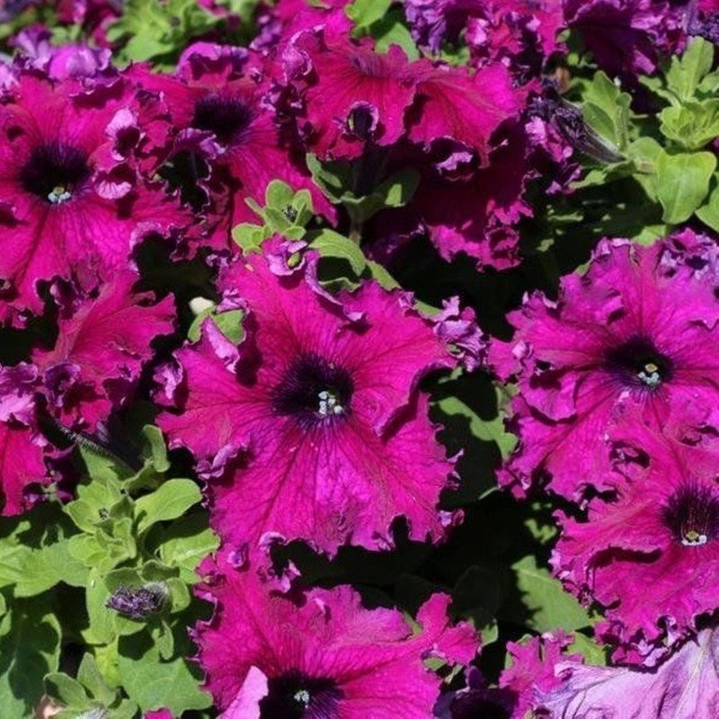 Petunia Aphrodite Purple F1