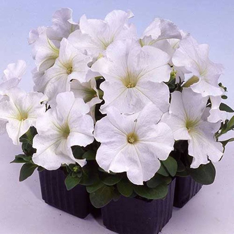 Petunia Limbo White F1