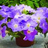 Petunia Nadezhda F1