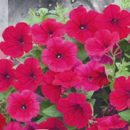 Petunia Dwarf Joy F1