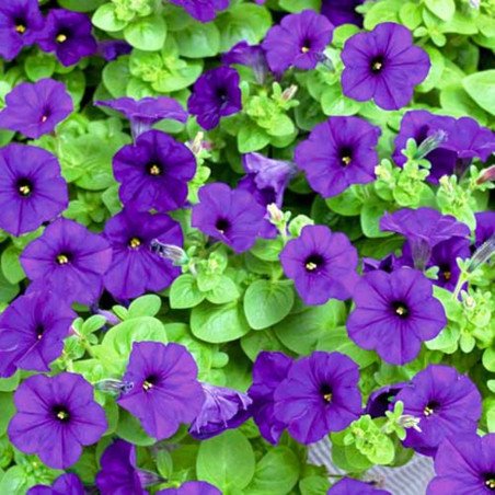 Petunia Gnome Blue F1