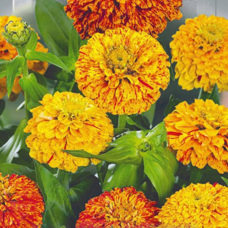 Zinnia Lilliput Elegant Gold