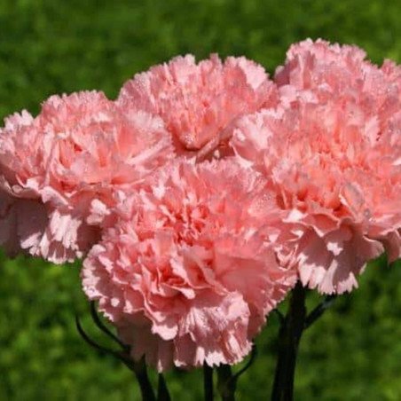 Carnation Garden Grenadines Pink