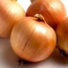 Onion Hlobus