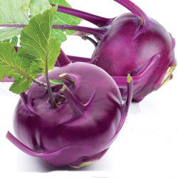 Kohlrabi Fialovy Dunaj