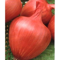 Onion Amfora