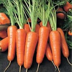Carrot Olenka