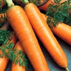 Carrot Amsterdam