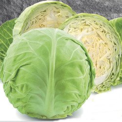 Headed Summer Cabbage Earliest Of All