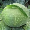 White Ball-head Cabbage Drumhead