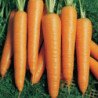Carrot Vita Longa