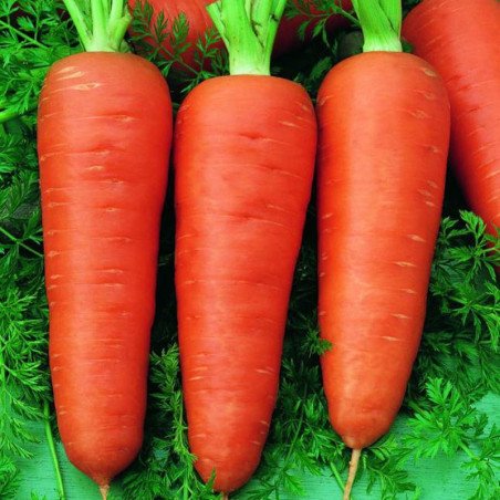 Carrot Dolanka