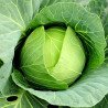 White Ball-head Cabbage German Export