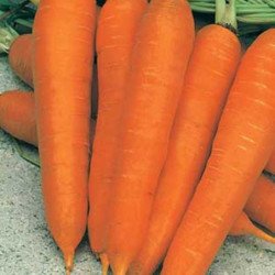 Carrot Karlena