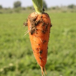 Carrot Red Core