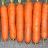 Carrot Yaskrava